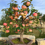 Egrow,Apple,Seeds,Garden,Potted,Fruit,Apple,Bonsai,Plants