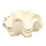 Natural,Marine,Shell,Tridacna,Conch,Furnishing,Giant,Large,Decorations