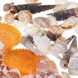 Natural,Conch,Shells,Decorations