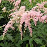 Egrow,Astilbe,Seeds,Chinese,Astilbe,Plant,Astilbe,Chinensis,Flower,Seeds