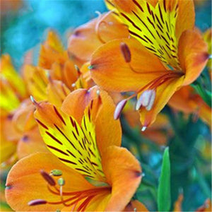 Egrow,Seeds,Peruvian,Alstroemeria,Bonsai,Plants,Beautiful,Lilies,Flower