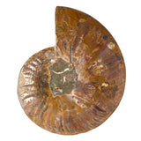 Large,Natural,Ammonite,Fossil,Conch,Crystal,Specimen,Decorations