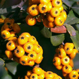 Pyracantha,Seeds,Yellow,Pyracantha,Fortuneana,Firethorn,Perennial,Bonsai,Seeds