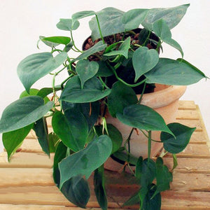 Egrow,Philodendron,Seeds,Philodendron,Bonsai,Indoor,Plants,Radiation,Absorb,Bonsai