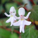 Egrow,Impatiens,Bequaertii,Seeds,Beautify,Dancing,Orchid,Flower,Seeds