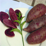 Egrow,Purple,Sweet,Potato,Seeds,Potato,Delicious,Green,Nutrition,Vegetables,Plant,Garden