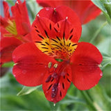 Egrow,Seeds,Peruvian,Alstroemeria,Bonsai,Plants,Beautiful,Lilies,Flower