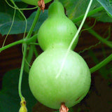 Egrow,Bottle,Gourd,Seeds,Annual,Garden,Beautiful,Decorative,Plant,Seeds,Vegetable,Seeds