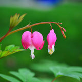 Egrow,10Pcs,Dicentra,Spectabilis,Seeds,Bleeding,Heart,Garden,Plant,Flowers