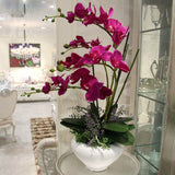 Egrow,Phalaenopsis,Orchid,Seeds,Orchid,Bonsai,Plants,Flowers,Seeds,Garden,Plants