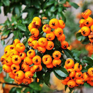 Pyracantha,Seeds,Yellow,Pyracantha,Fortuneana,Firethorn,Perennial,Bonsai,Seeds