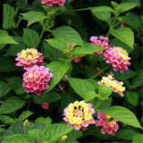 Egrow,Lantana,Seeds,Lantana,Camara,Flower,Seeds,Garden,Seeds