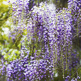 Egrow,Garden,Creepers,Wisteria,Seeds,Bonsai,Seeds,Ornamental,Plant,Flower,Seeds