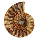 Large,Natural,Ammonite,Fossil,Conch,Crystal,Specimen,Decorations