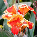 Egrow,Canna,Seeds,Plants,Indoor,Outdoor,Flower,Garden,Bonsai