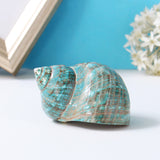 Natural,Shell,Conch,Stunning,Healing,Decor,Ocean,Craft,Decorations