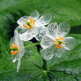 10PCS,Japanese,Lotus,Flower,Seeds,White,Petal,Flower,Turns,Translucent,Bonsai,Crystal