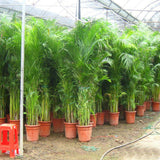 Egrow,Indoor,Seeds,Chrysalidocarpus,Lutescens,Areca,Plants,Bonsai,Decor,Plants