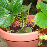 Egrow,White,Strawberry,Seeds,Garden,Indoor,Bonsai,Organic,Fragaria,Fruit