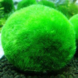 Egrow,Aquarium,Grass,Seeds,Water,Aquatic,Plant,Seeds,Ornamental,Grass