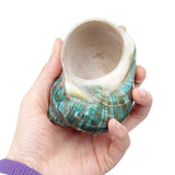 Natural,Shell,Conch,Stunning,Healing,Decor,Ocean,Craft,Decorations