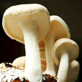 Egrow,Organic,Mushroom,Seeds,Edible,Health,Vegetable,Seeds,Garden,Swamm,Plants