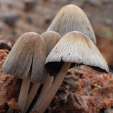 Egrow,Organic,Mushroom,Seeds,Edible,Health,Vegetable,Seeds,Garden,Swamm,Plants