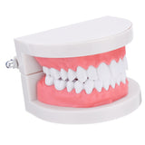 Human,Dental,Model,Teeth,Close,Model,Gingiva,Visible,Anatomic,Demonstration,Teeth,Brush,Flossing,Teaching,Medical,Model