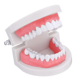 Human,Dental,Model,Teeth,Close,Model,Gingiva,Visible,Anatomic,Demonstration,Teeth,Brush,Flossing,Teaching,Medical,Model