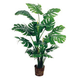 Egrow,Philodendron,Seeds,Kinds,Philodendron,Bonsai,Indoor,Plants,Radiation,Absorb,Plant