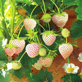 Egrow,White,Strawberry,Seeds,Garden,Indoor,Bonsai,Organic,Fragaria,Fruit