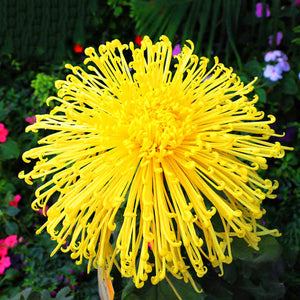 Egrow,Chrysanthemum,Seeds,Yellow,Chrysanthemum,Bonsai,Gardening,Flower,Plant