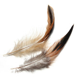 100pcs,Fluffy,Fashion,Rooster,Feather,Craft