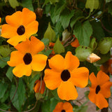 10PCS,Black,Susan,Thunbergia,Alata,Seeds