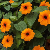 10PCS,Black,Susan,Thunbergia,Alata,Seeds