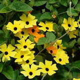 10PCS,Black,Susan,Thunbergia,Alata,Seeds