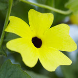 10PCS,Black,Susan,Thunbergia,Alata,Seeds