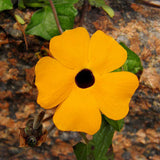 10PCS,Black,Susan,Thunbergia,Alata,Seeds