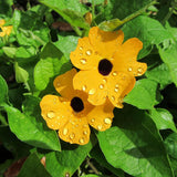 10PCS,Black,Susan,Thunbergia,Alata,Seeds