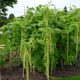 Egrow,Amaranthus,Seeds,Garden,Coral,Fountain,Decoration,Plants,Flowers,Seeds