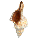 Natural,Trumpet,Shells,Conch,Snails,Ornament,Decorations