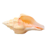 Large,Natural,Conch,Shells,Coral,Snail,Ornament,Decorations