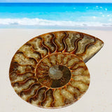 Large,Natural,Ammonite,Fossil,Conch,Crystal,Specimen,Decorations