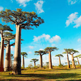 Egrow,Adansonia,Digitata,Baobab,Seeds,Baobab,Seeds,Tropical,Plant,Garden,Seeds