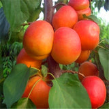 Egrow,Apricot,Seeds,Garden,Orchard,Green,Plants,Edible,Fruit,Seeds