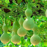 Egrow,Bottle,Gourd,Seeds,Annual,Garden,Beautiful,Decorative,Plant,Seeds,Vegetable,Seeds