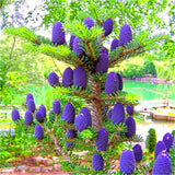 Egrow,Abies,Seeds,Christmas,Garden,Bonsai,Flower,Seeds,Garden,Plants