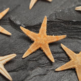 20Pcs,Starfish,Shell,Landscape,Beach,Wedding,Crafts,Making,Decorations