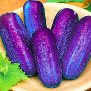 Egrow,Purple,Cucumber,Seeds,Garden,Vegetable,Plants,Seeds