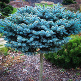 Egrow,Spruce,Seeds,Evergreen,Picea,Pungens,Glauca,Garden,Plant,Seeds